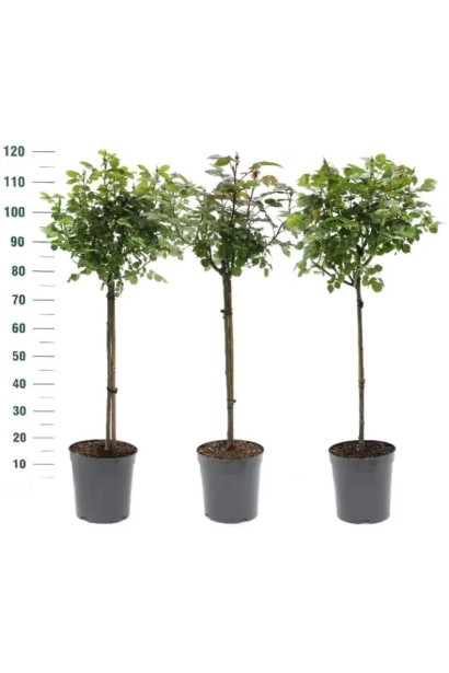 Троянда Red Velvet штамбова форма - саджанці в горщику